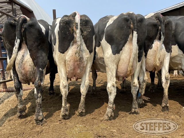 (12 Head) Holstein cows